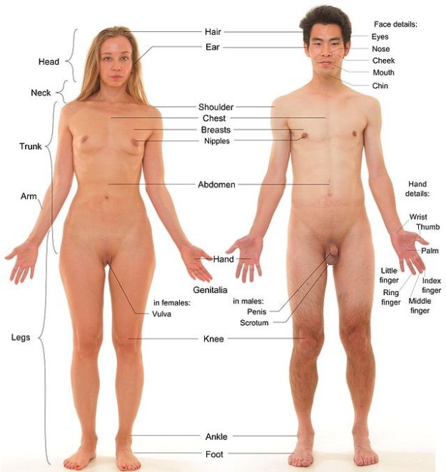 Anterior_view_of_human_female_and_male,_with_labels-private